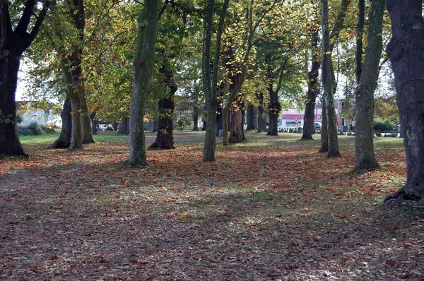 Monte Escalier Domicile Installation Monte escalier Idron